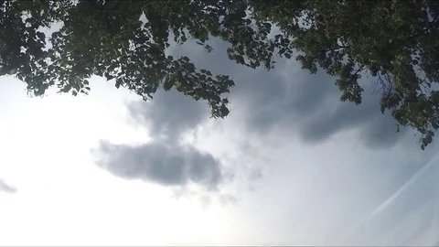 Branches of a tree against the sky timelapse Vidéo 77283094