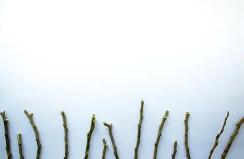 Branches from a tree against white background. Stock Photos