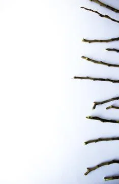 Branches from a tree against white background Stock Photos