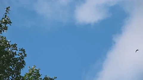 Branches of tree and flight of a swift against background of blue sky and clouds Stock Footage 137691186