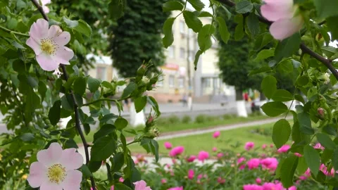 Branches of a tree and pink flowers hang. Flower bed. Urban landscape. B roll 動画素材 243842633