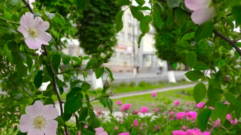 Branches of a tree and pink flowers hang. Flower bed. Urban landscape. B roll Stock-Footage 243842641