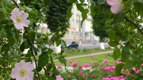 Branches of a tree and pink flowers hang. Flower bed. Urban landscape. B roll Stock-Footage 243842649