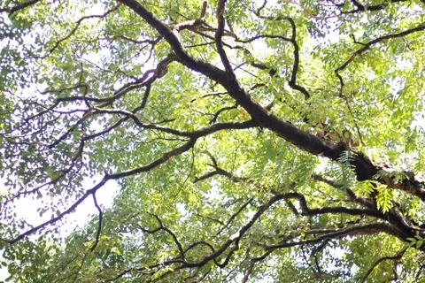 Branches of the tree and sky Stock Photos