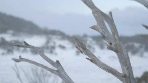 Branches of a tree and the snowy mountain Stock Footage 107237127