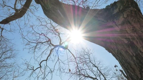 Branches of tree and sun Видео 74254959