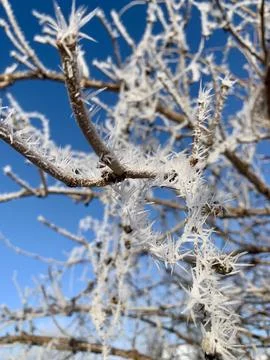 Branches of a tree are adorned with delicate frost crystals, sparkling in the Stock Photos