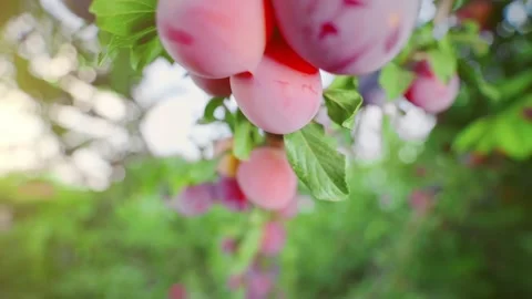 The branches of the tree are bursting with many fruits. Plums ripen in the sun. Stock-Footage 149240710