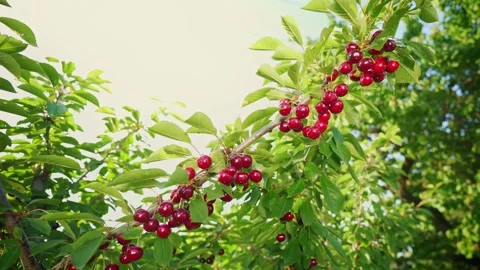 The branches of the tree are bursting with many fruits. Rich fruit harvest. Stock Footage 152943136