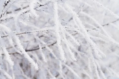 The branches of the tree are covered with fluffy Stock Photos