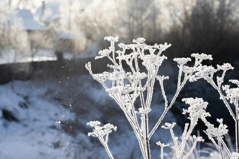 The branches of the tree are covered with fluffy Stock Photos