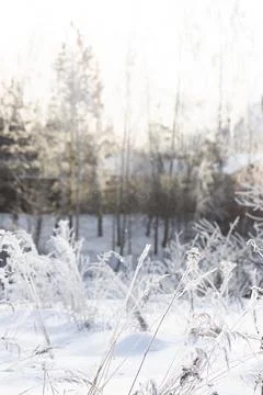 The branches of the tree are covered with fluffy Foto stock