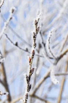 The branches of the tree are covered with fluffy Stock Photos