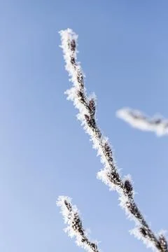 The branches of the tree are covered with fluffy Stock Photos