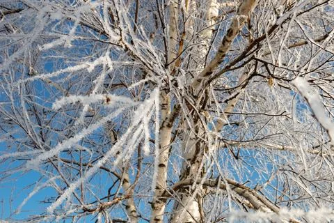 The branches of the tree are covered with frost on a winter sunny cold day Stock Photos