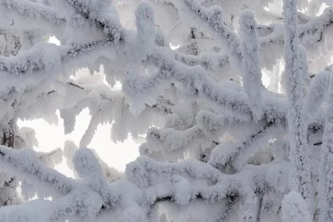 The branches of the tree are covered with snow and frost Foto stock