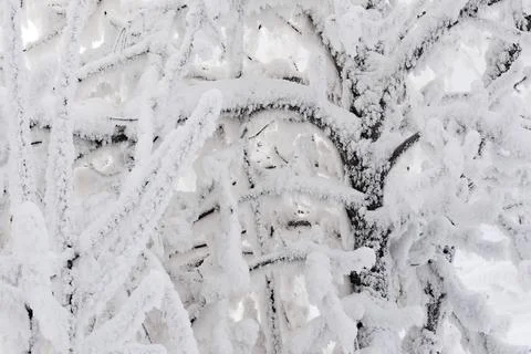 The branches of the tree are covered with snow and frost Stock Photos