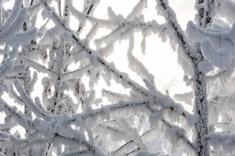 The branches of the tree are covered with snow and frost Stock Photos