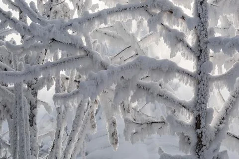 The branches of the tree are covered with snow and frost Stock Photos