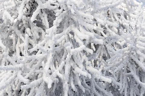 The branches of the tree are covered with snow and frost Stock Photos