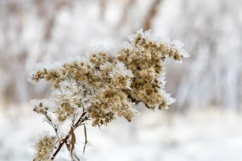 The branches of the tree are covered with white frost, winter and cold Stock Photos