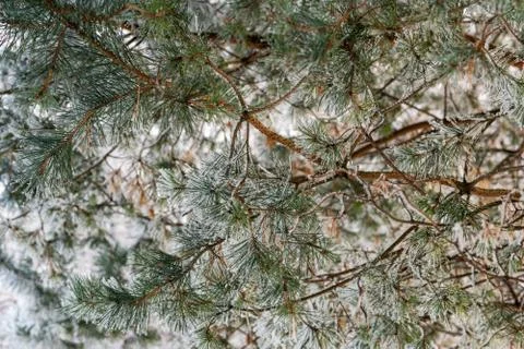 The branches of the tree are covered with white frost, winter and cold Stock Photos