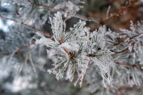 The branches of the tree are covered with white frost, winter and cold Stock Photos