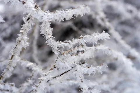 The branches of the tree are covered with white frost, winter and cold Stock Photos