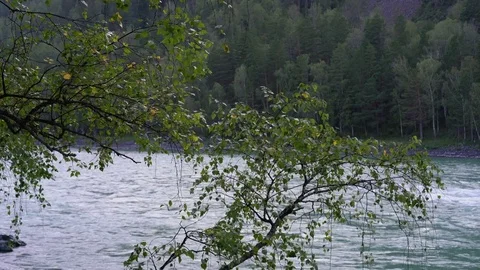 Branches of a tree are heard against the backdrop of a mountain river 库存影片 79734621
