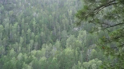 Branches of a tree are heard against the backdrop of a mountain river 库存影片 79734624
