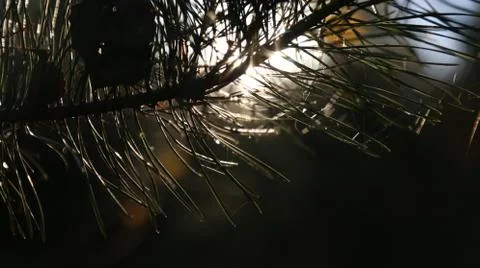 The branches of the tree are pine. Foto stock