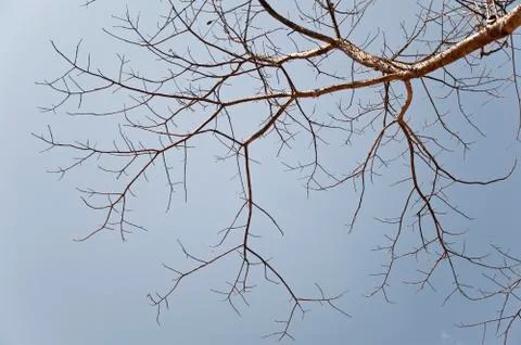 Branches of the tree, background and texture Stock Illustration