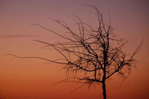 Branches of a tree in backlight sunset Stock Photos