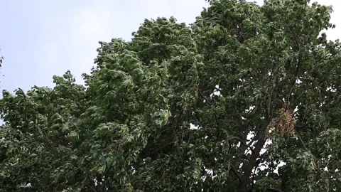 The branches of the tree bend from the strong wind. Stock Footage 99138142