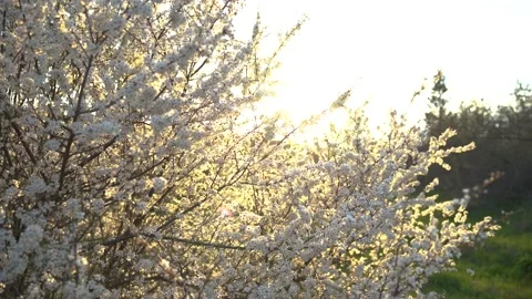 The branches of a tree that blooms during spring on a sunny morning on the green Stock Footage 157748641