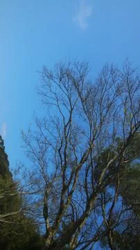 Branches Tree on blue sky Stock Photos