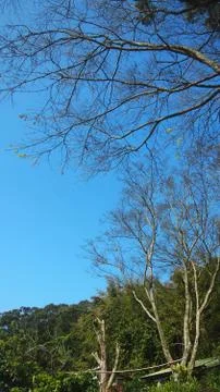 Branches Tree on blue sky Stock Photos
