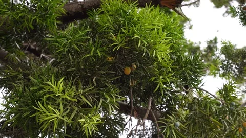 Branches of a tree close up. Evergreen Podocarpus tree Stock Footage 121298194