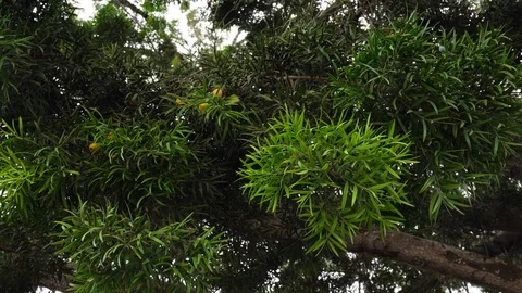 Branches of a tree close up. Evergreen Podocarpus tree Stock Footage 121298210