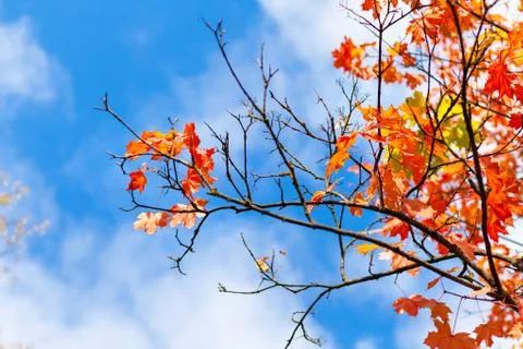 Branches of a tree with colorful maple foliage against a blue sky with clouds Stock Photos
