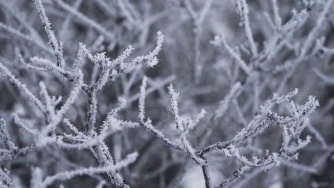 The branches of tree covered with hoarfrost Vídeos de archivo 166698288