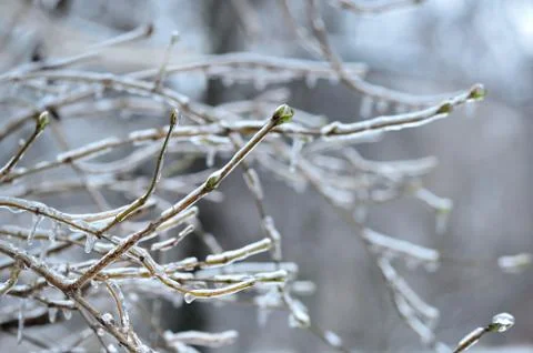 Branches of a tree covered with ice close up Stock Photos