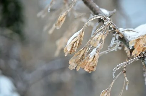 Branches of a tree covered with ice close up Stock Photos