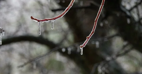 Branches of a tree covered in a layer of ice with icicles Stock Footage 153525707