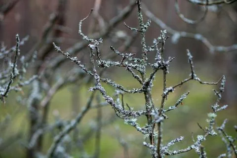 Branches of a tree covered with moss Stock Photos
