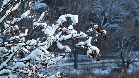 Branches of the tree covered with snow slightly rustle the wind Stock Footage 83053622