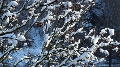 Branches of the tree covered with snow slightly rustle the wind Stock Footage 83053714