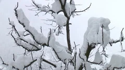 Branches of Tree covered with thick layer fresh virgin snow Stock Footage 10787925