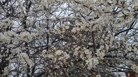 Branches of tree covered with white spring blossoms against cloudy sky. Stock Footage 305459234