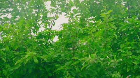 The branches of a tree with dense green foliage sway from a strong wind close-up Stock Footage 202267373